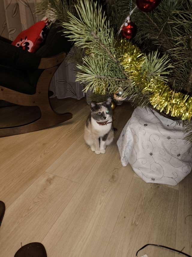 Мой кот