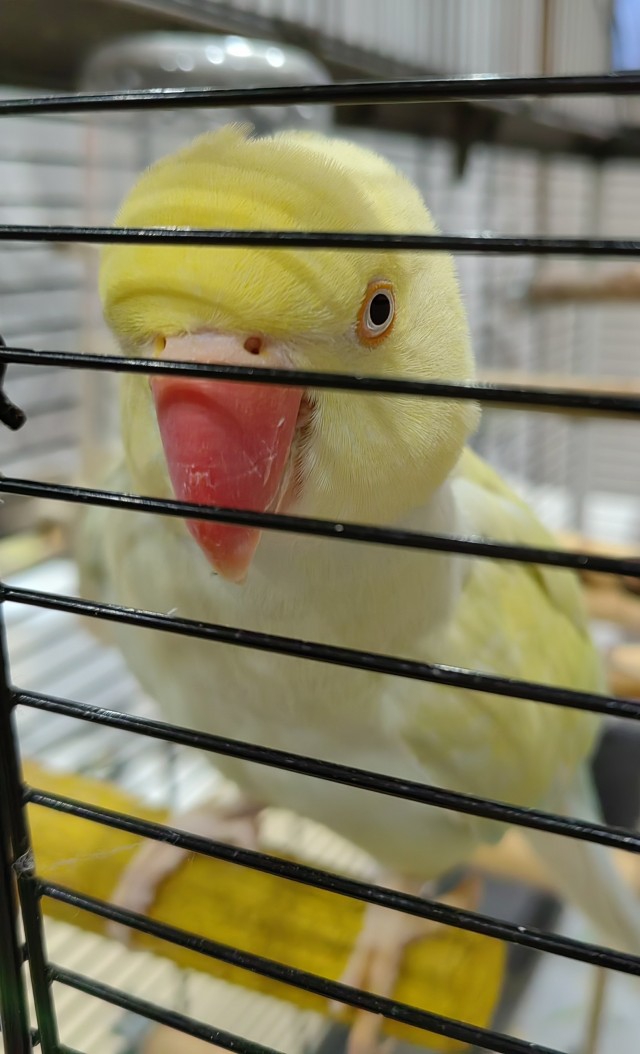 Перья из пятитысячных купюр сделал себе попугай — его хозяева просто оставили наличку на комоде