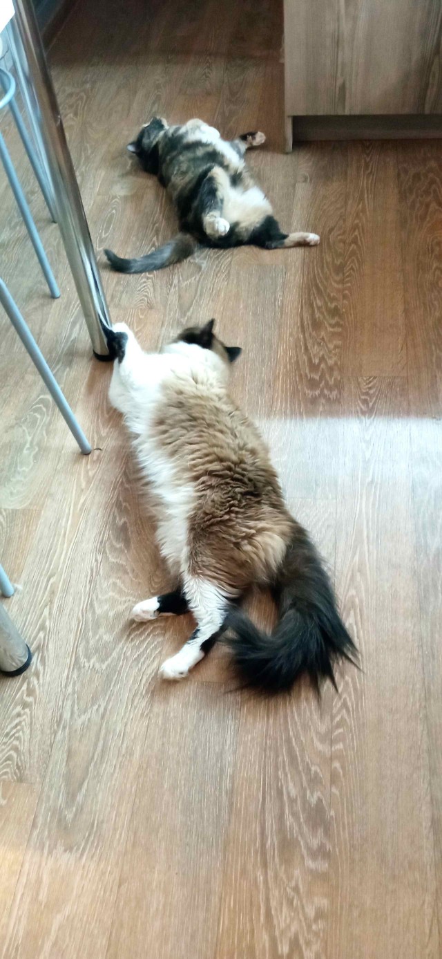 80 г => 3,1 кг (котовторник)