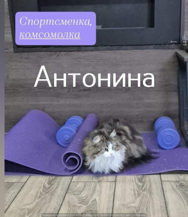 Жизнь домашнего приюта "Котоленд" 541