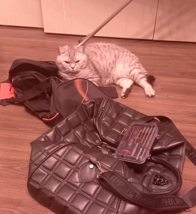 Принимайте в ряды вислоухих