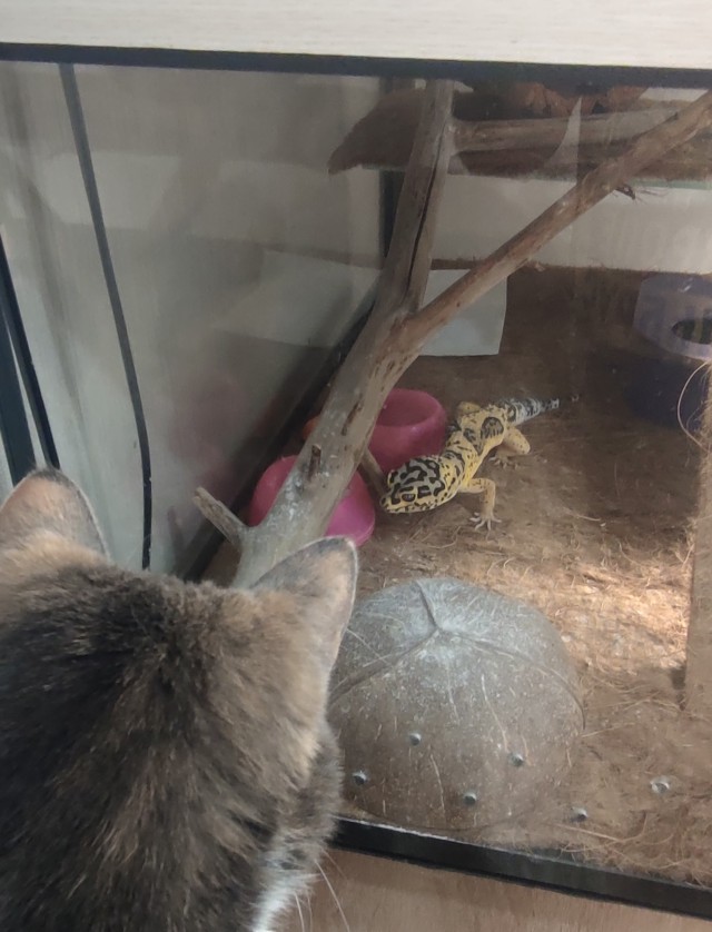 Ну, нет на Япе дня ящериц.