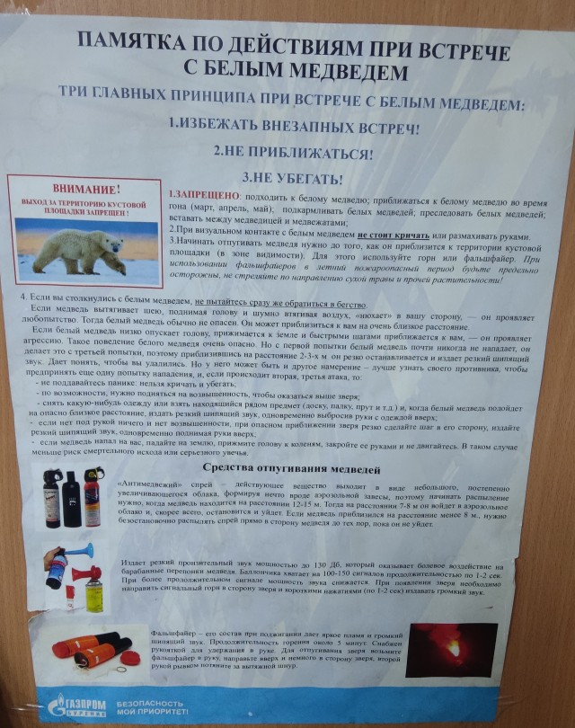 Медведь умный, опасный и всегда голодный.