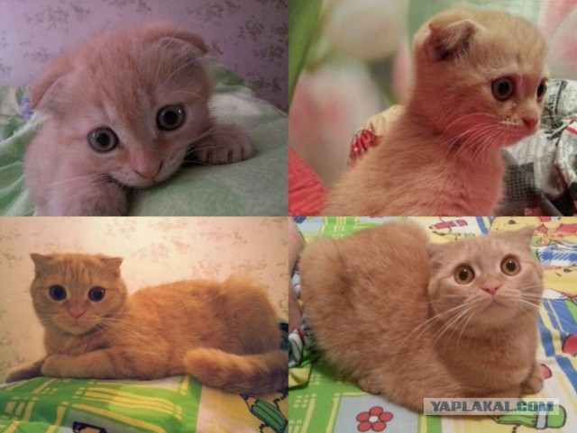 Коты и время