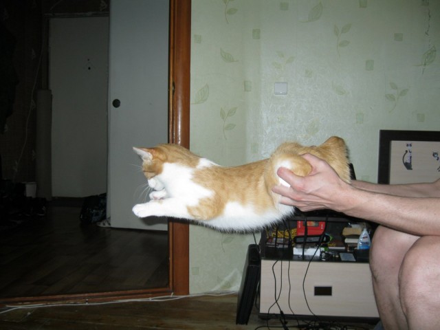 Котовторник  28.01.14