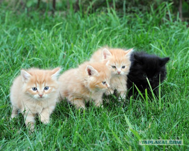 Котовторник 04.03.2014