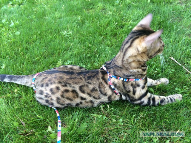 Котовторник  08.07.2014
