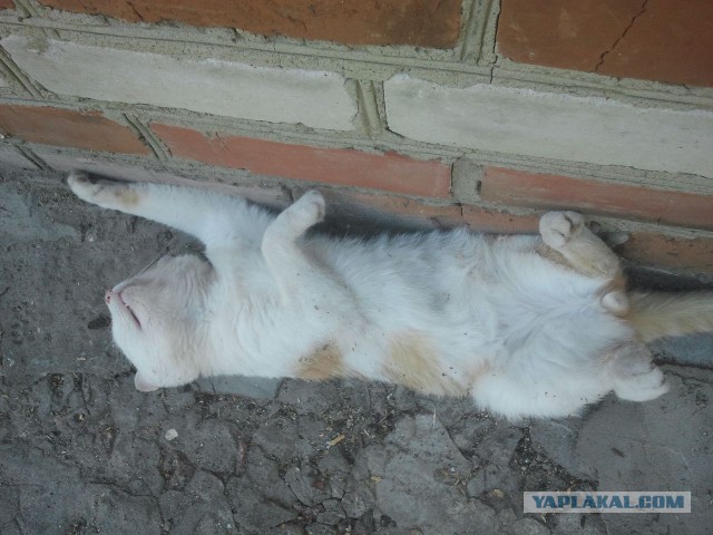 Котик Чака Норриса