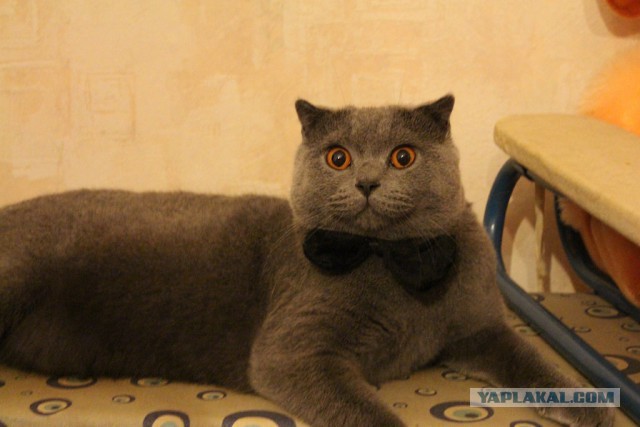 Котовторник 09.09.2014