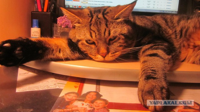 Котовторник 30.09.2014