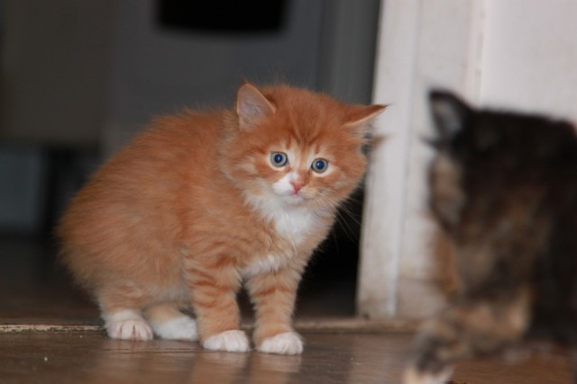 Котовторник 2.12.14