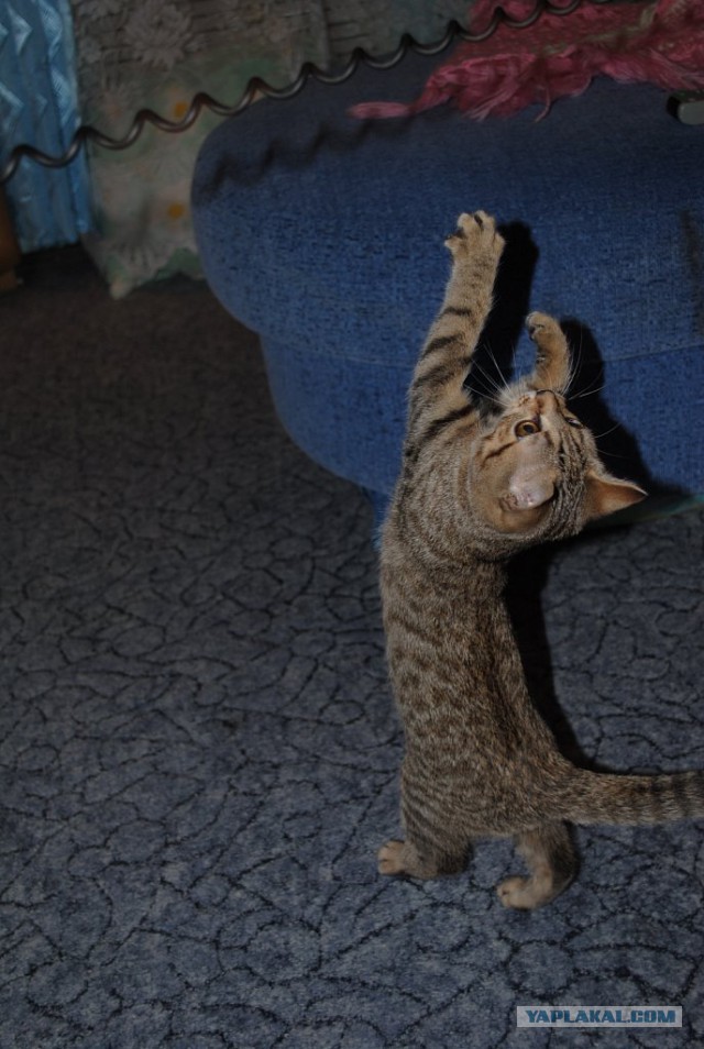 Котовторник