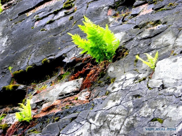 Триумф воли