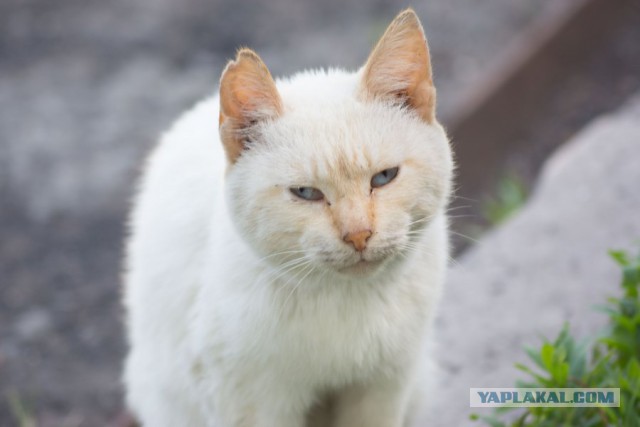 Котовторник 16.06.2015., Котовторник наступил!