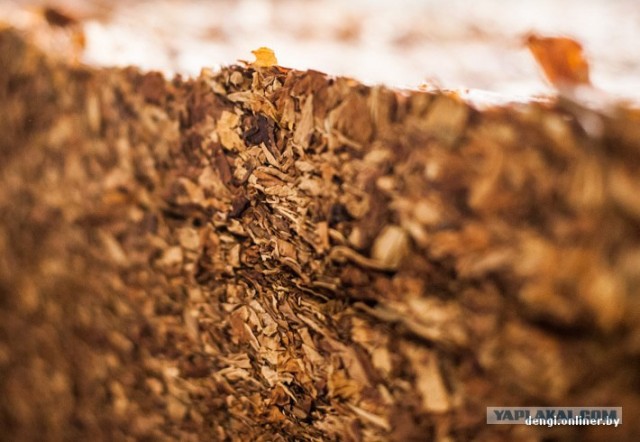 Как в Беларуси делают сигареты: репортаж