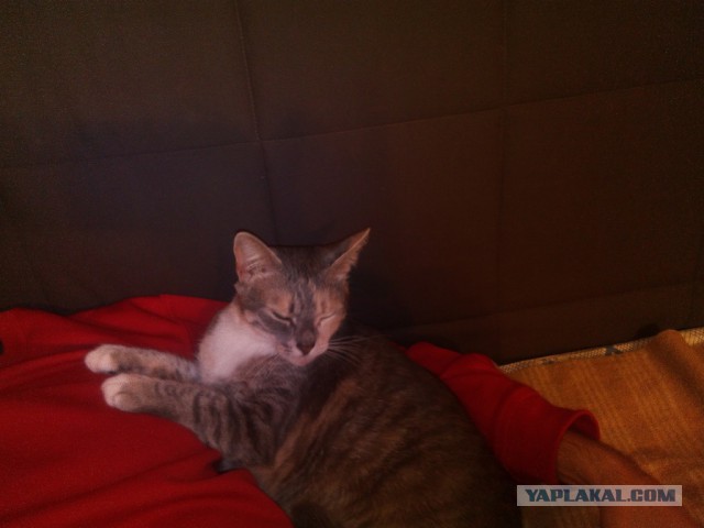 Котовторник 15-09-2015 !