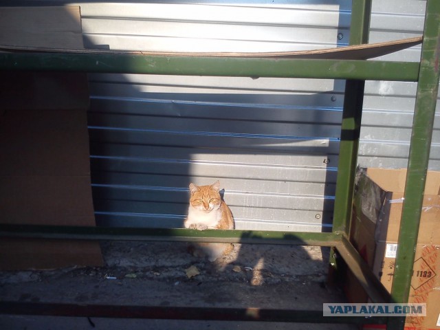 Котовторник 13.10.2015