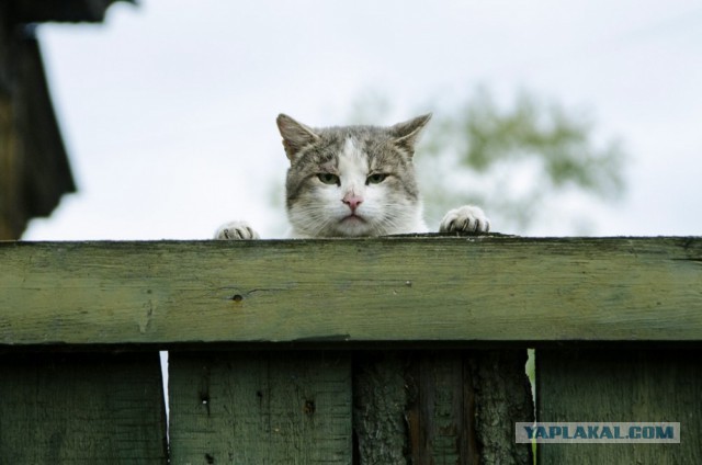 Котовторник  10.11.2015