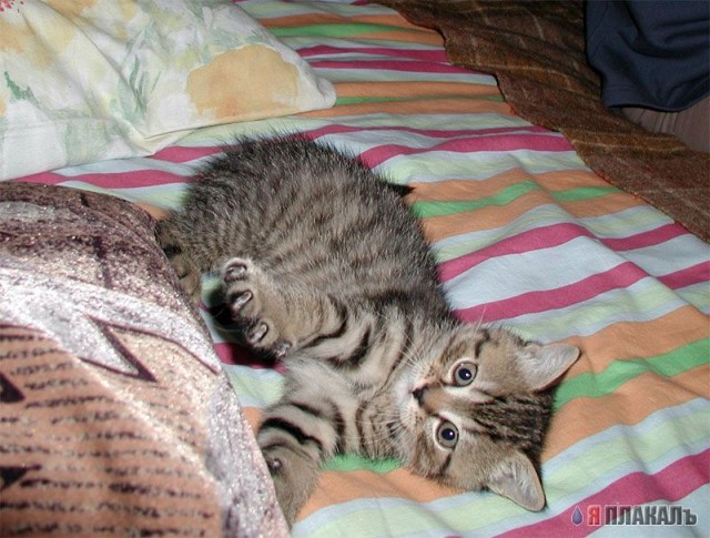 Коты, кошки, котята