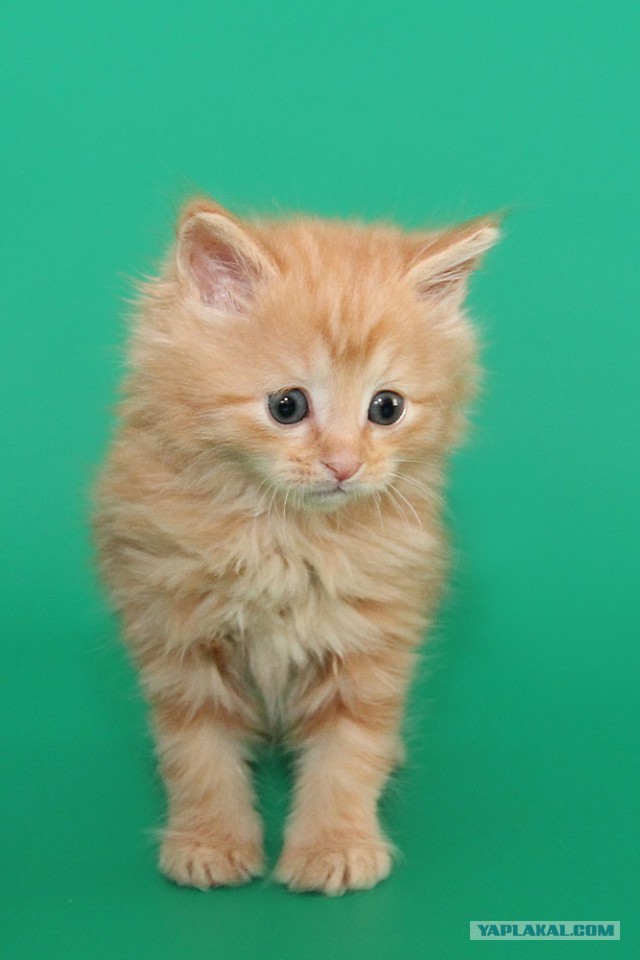 История одного кота