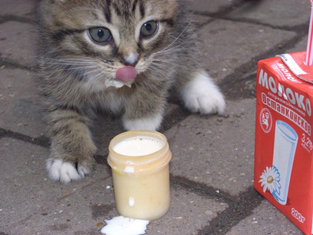 Коты, кошки, котята