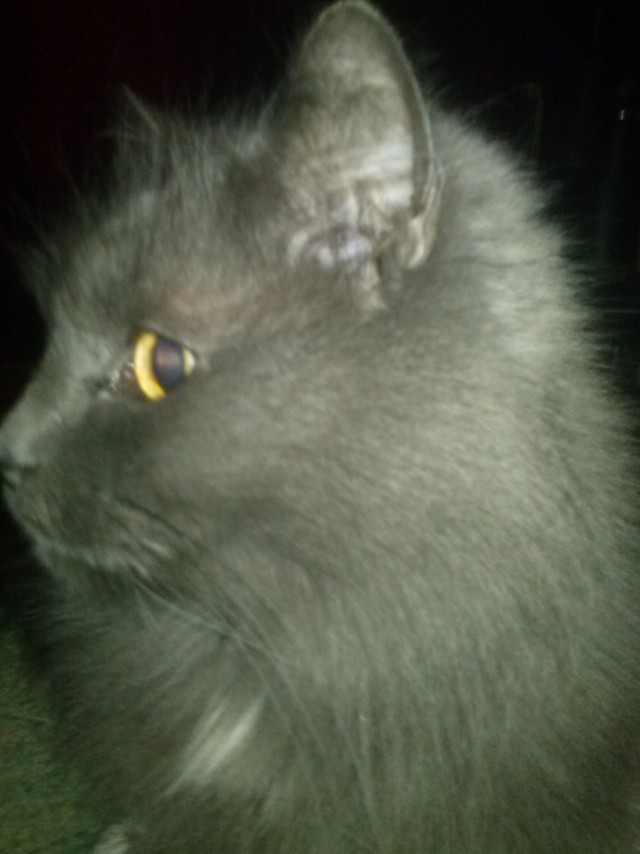 Жизнь домашнего приюта для котеек 107