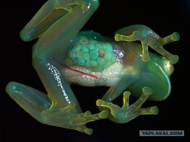 Скоро во всех гнёздах страны!... и не только