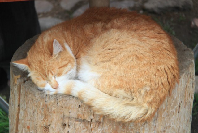 Котовторник 31.05.2016