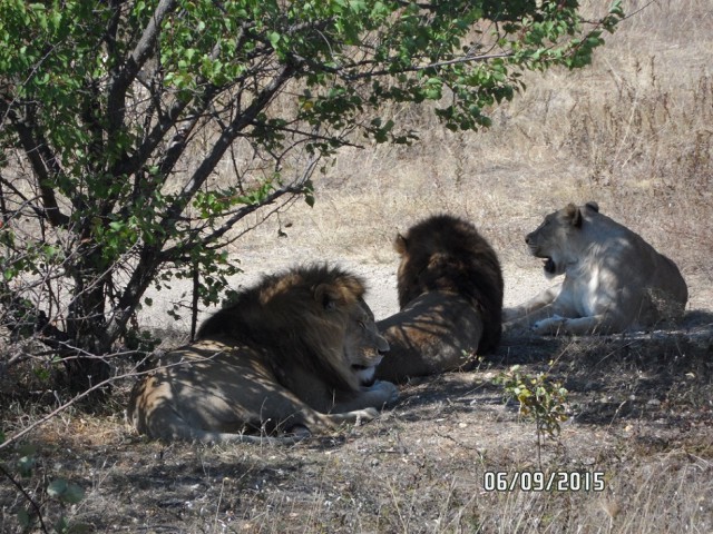 Котовторник 26.07 2016