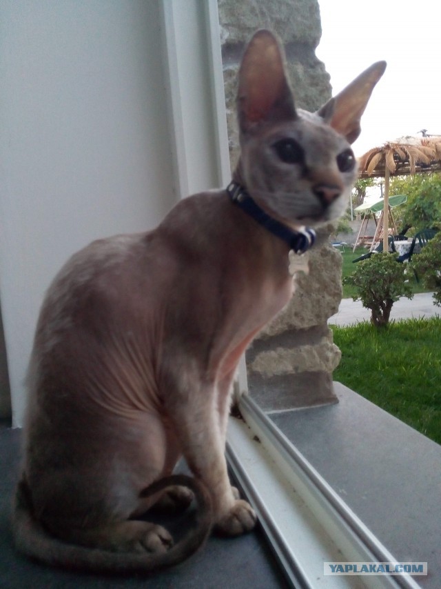 Котовторник 30.08.2016