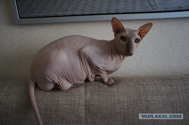 Кот мешает читать ЯП