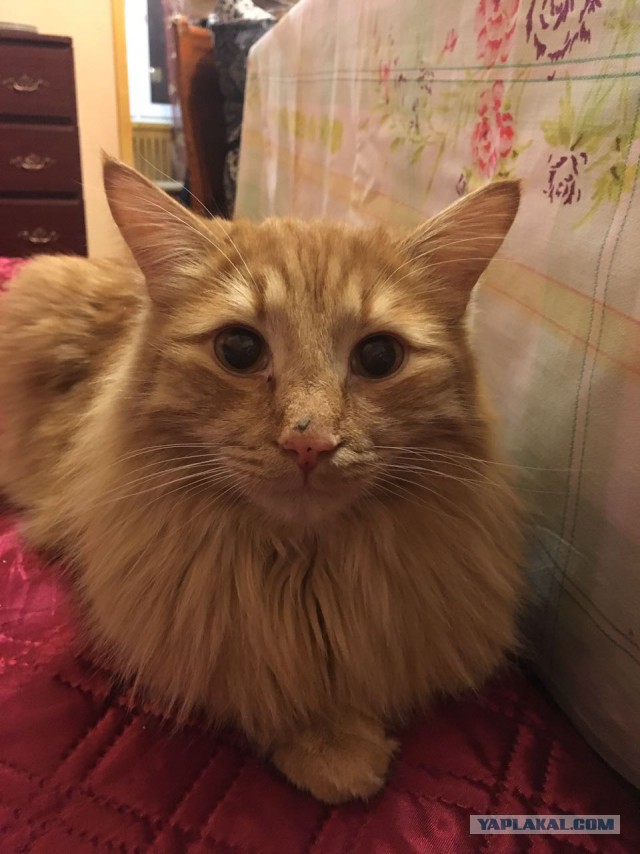 Коты и Кошки