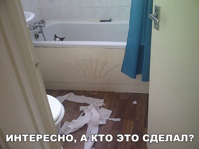 Подборка забавных животных