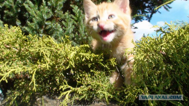 Котовторник 18.04.2017