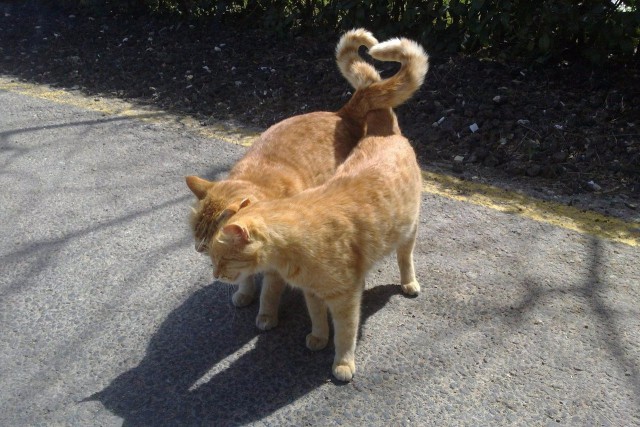 Коты и Кошки