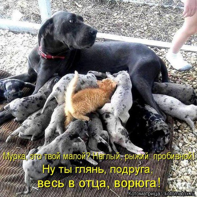 Подборка забавных животных