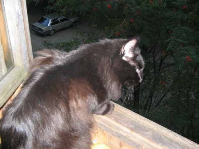 Котовторник 20.06.2017