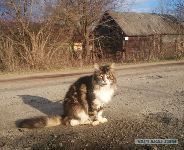 Котовторник 29.08.2017
