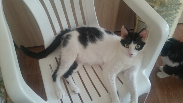 Коты и Кошки