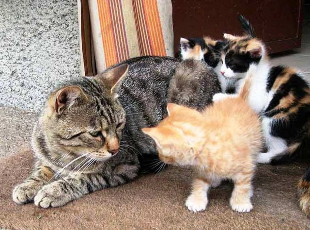 Коты и Кошки