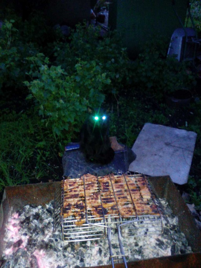 Коты. Отнюдь не ми-ми-ми.
