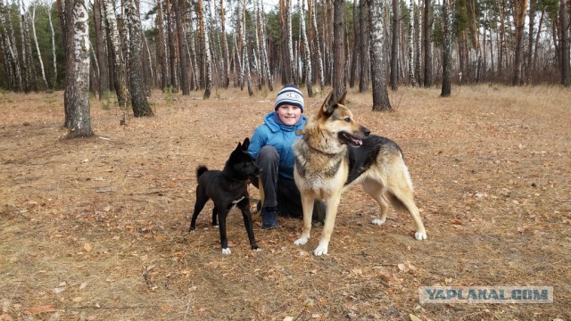 Наши собаки
