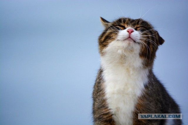Кошачья морда