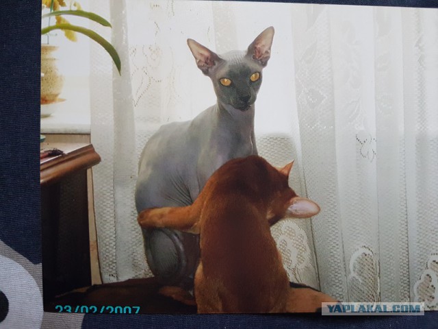 Почему продажные женщины выгоднее, чем современные "бахини", когда "надо" всего раз-два в месяц