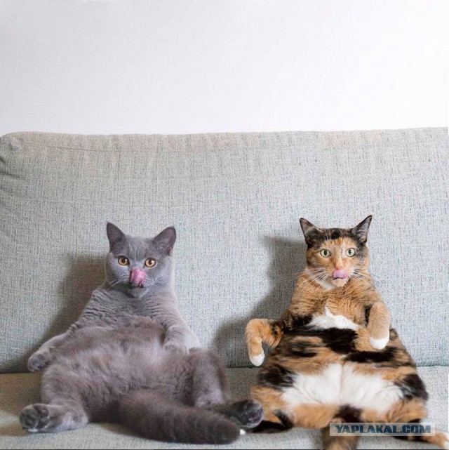 Котовторник 28.11.2017