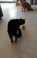 Кот, который явно нуждается в калибровке