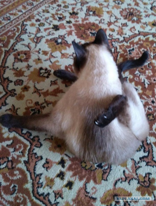 Котовторник 22.05.2018