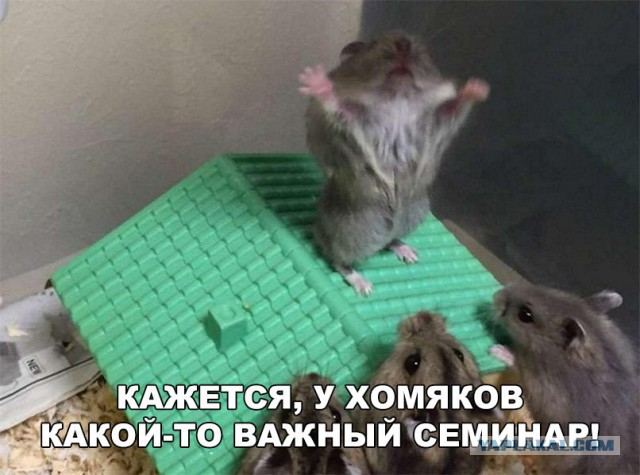 Нестандартный юмор