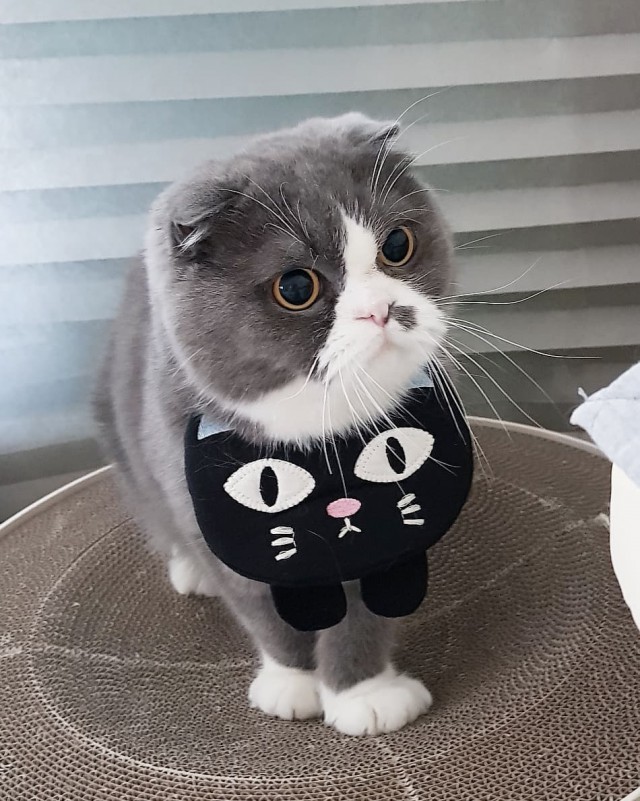 Прикольных котов пост