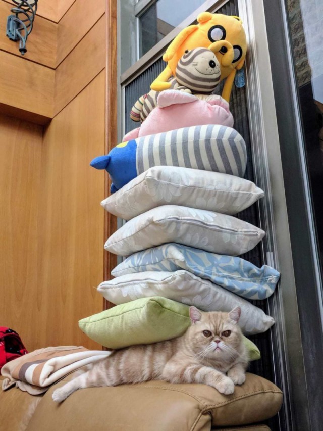 Прикольных котов пост